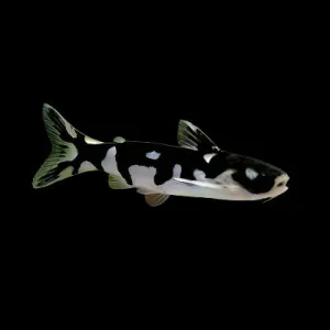 NINJA WOOD CATFISH (tatia musaica)