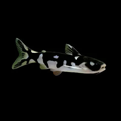 NINJA WOOD CATFISH (tatia musaica)