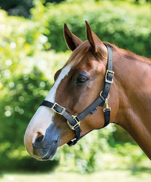 Shires Pro Adjustable Headcollar