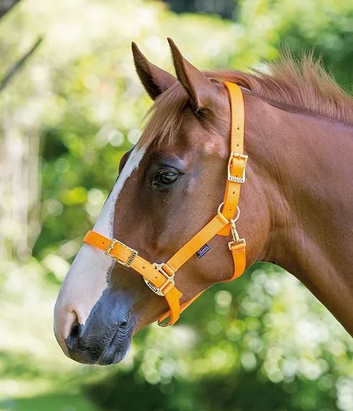 Shires Pro Adjustable Headcollar