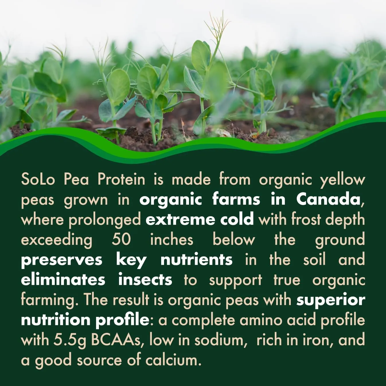 SOLO Organic Pea Protein Isolate, Low in Sodium, Canada Grown Peas, 100% Vegan, Non-GMO